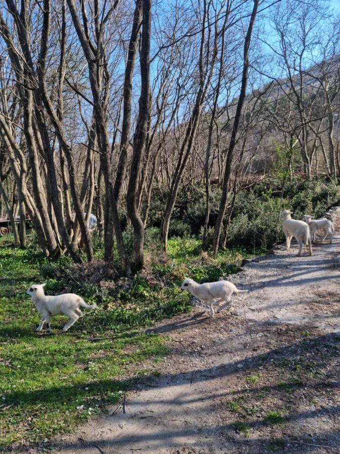 Wolf & Sheep Nature & Adventure Podgorica Bagian luar foto