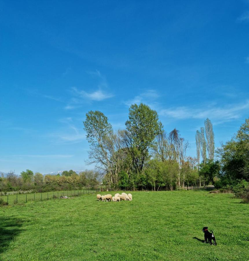 Wolf & Sheep Nature & Adventure Podgorica Bagian luar foto